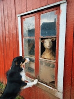 a dog looking at a sheep through a window