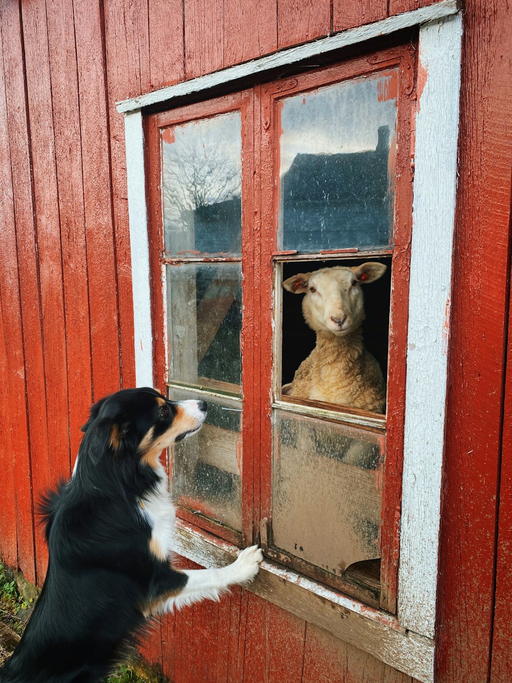 Ein Hund schaut durch ein Fenster auf ein Schaf