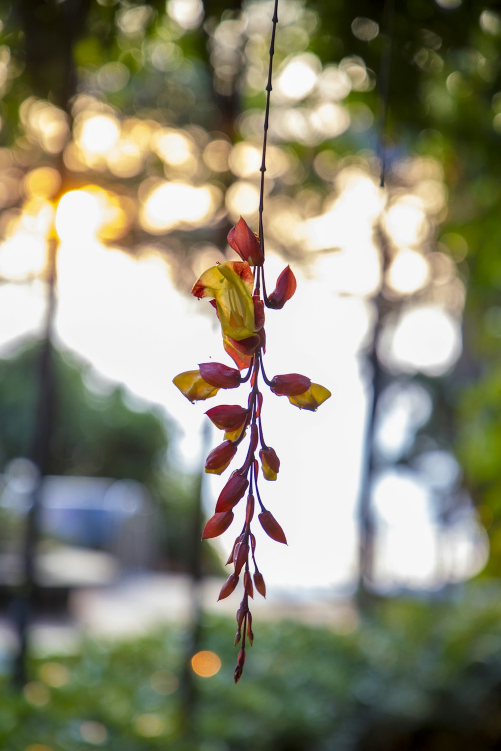 a close up of a flower hanging from a tree