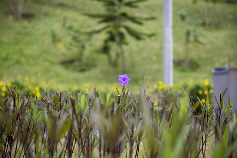 a single purple flower is in the middle of a field