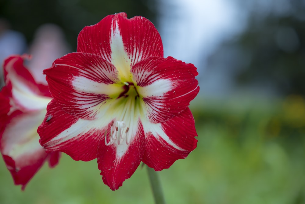 a close up of a red and white flower