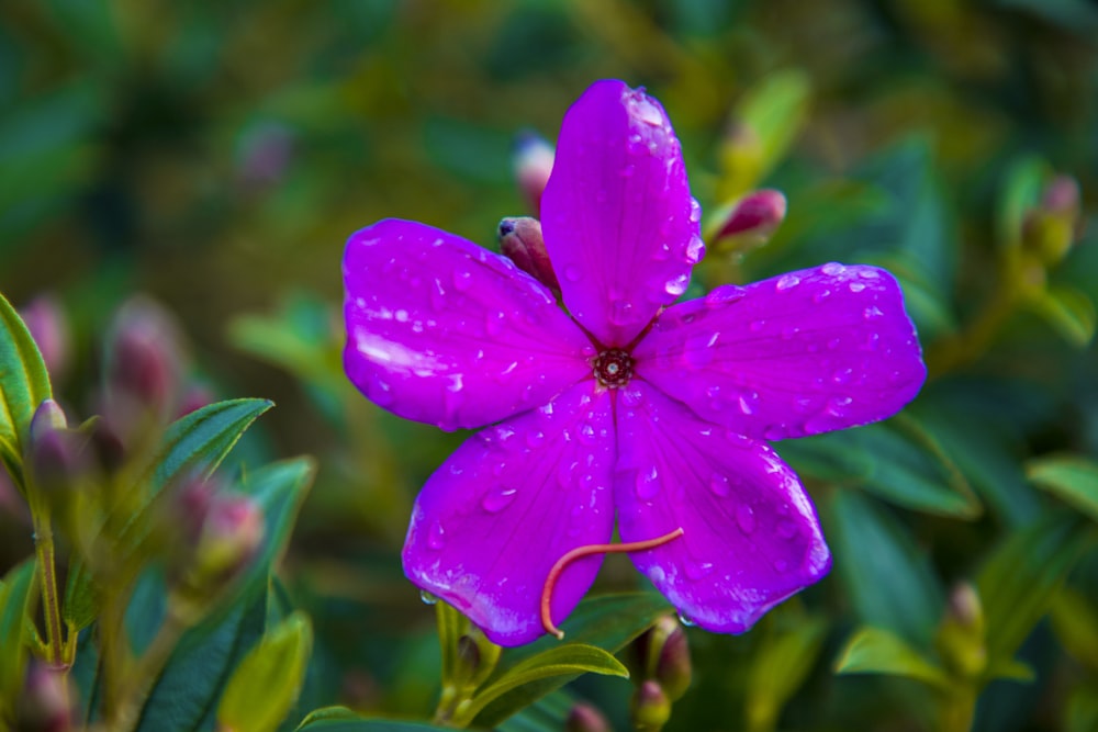 un fiore viola con gocce d'acqua su di esso