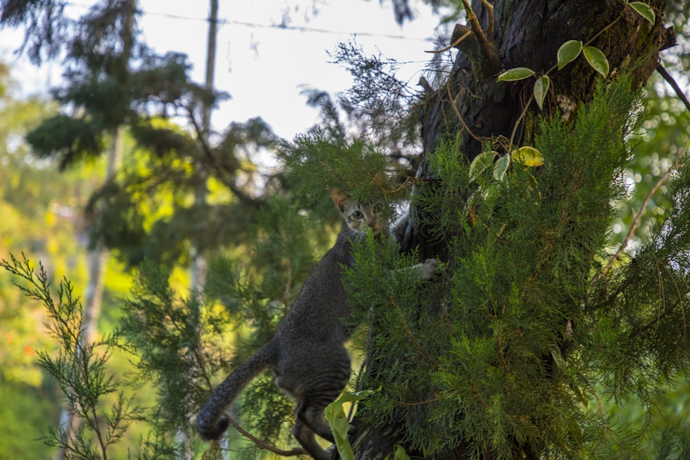 Un gato trepando a un árbol en un bosque