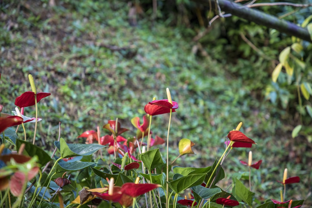 un mazzo di fiori che sono nell'erba