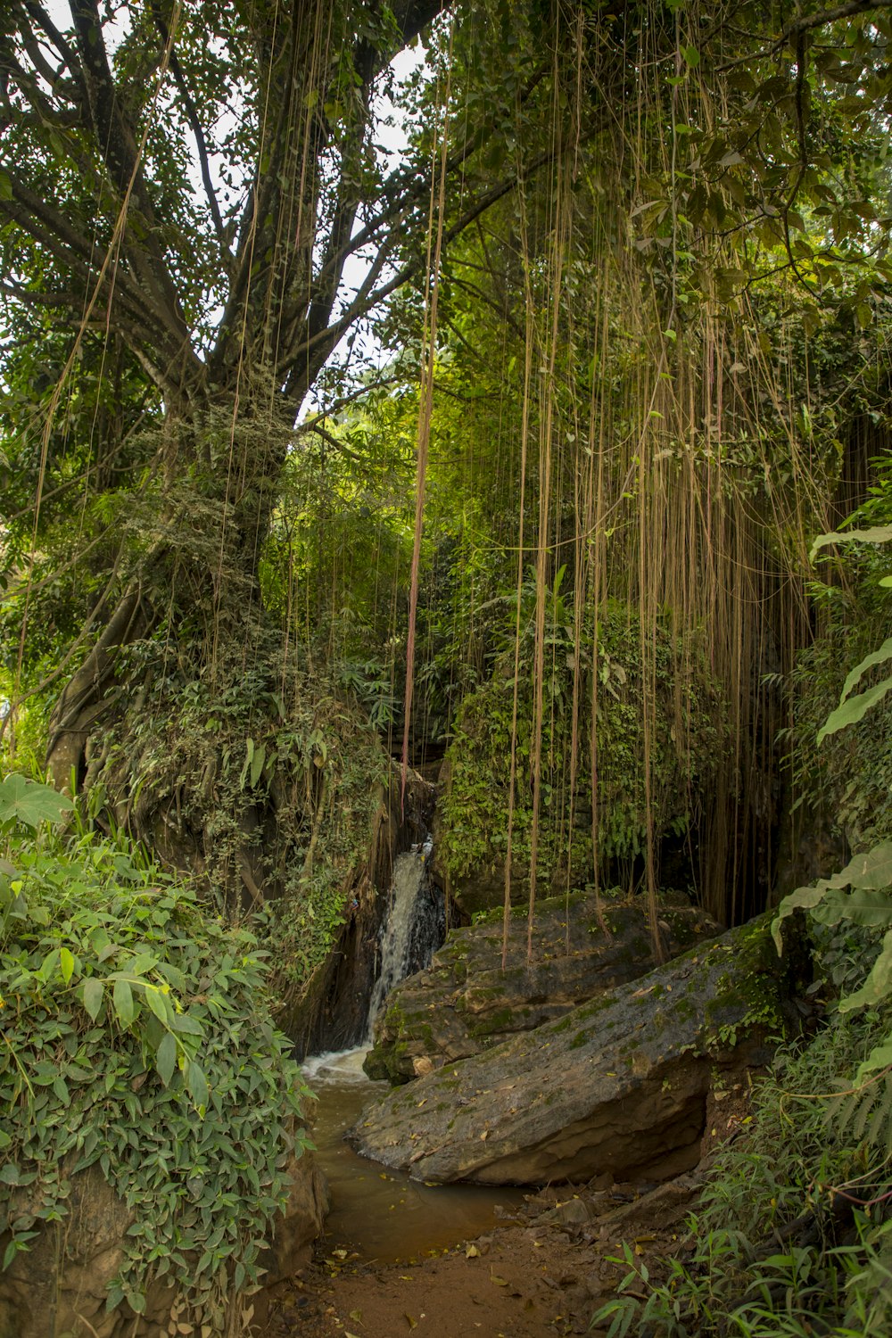 a small waterfall in the middle of a jungle