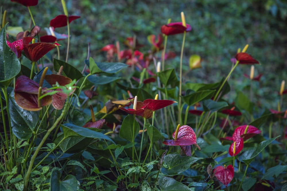 a bunch of flowers that are in the grass