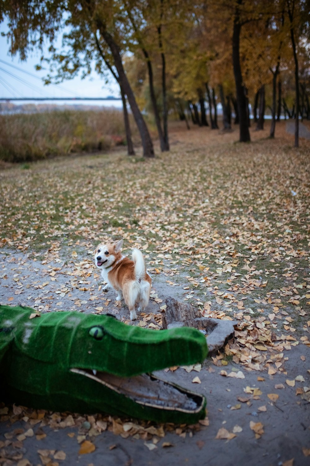 a small dog standing on top of a pile of leaves