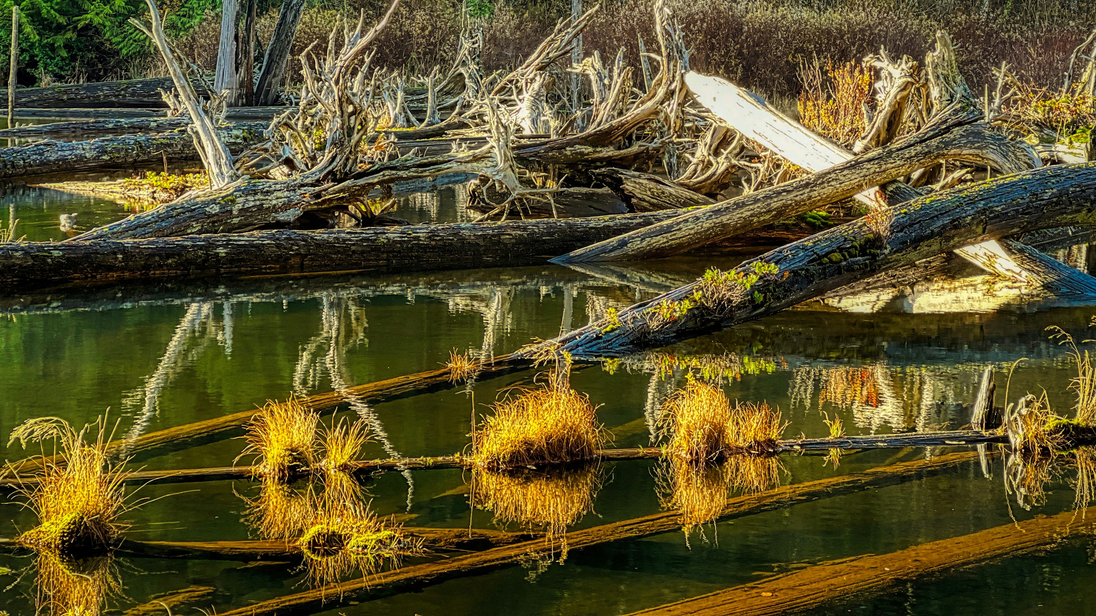 a bunch of trees that are laying in the water