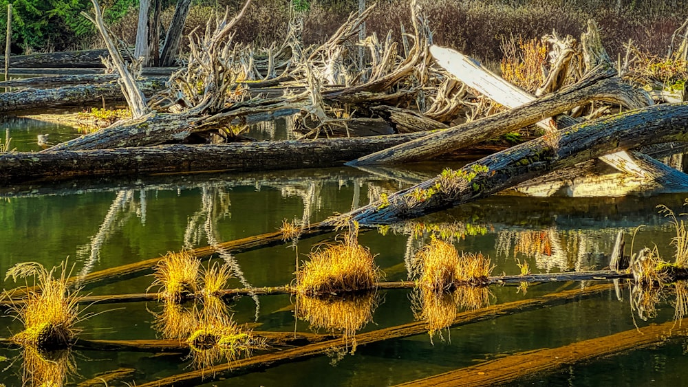 a bunch of trees that are laying in the water