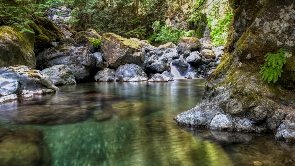 a stream running through a lush green forest