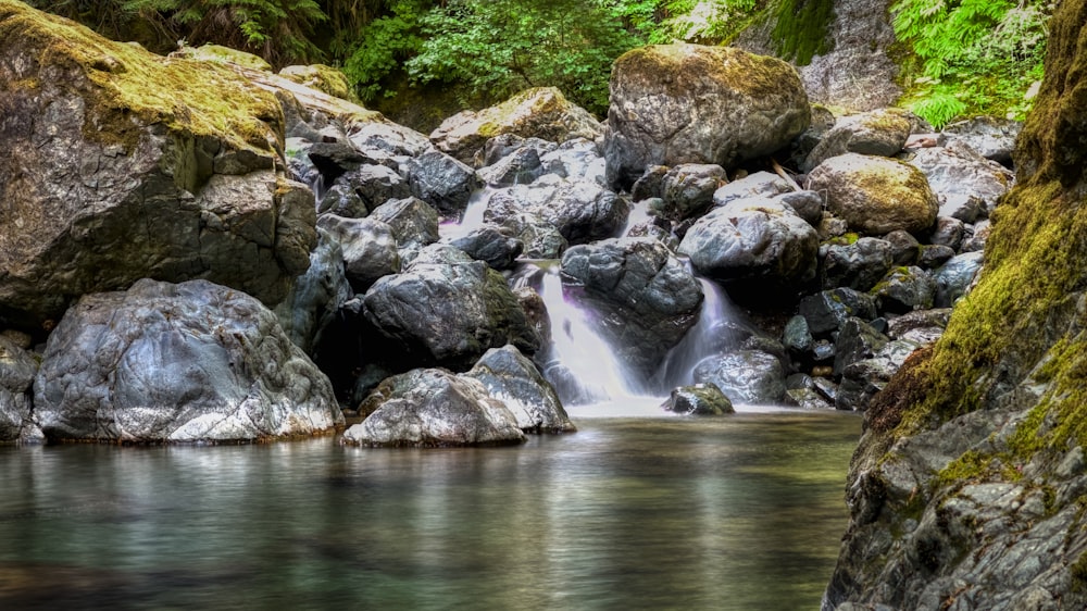 a stream running through a lush green forest