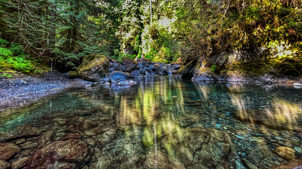 a river running through a lush green forest