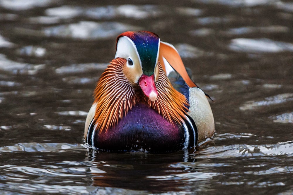 a colorful bird floating on top of a body of water