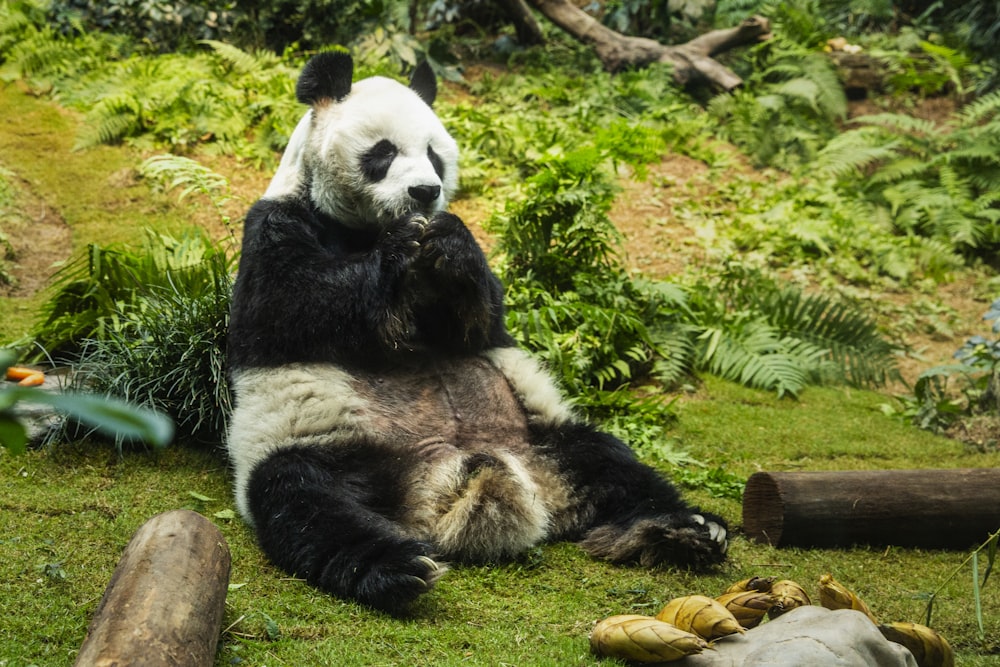 a panda bear sitting on the ground eating food