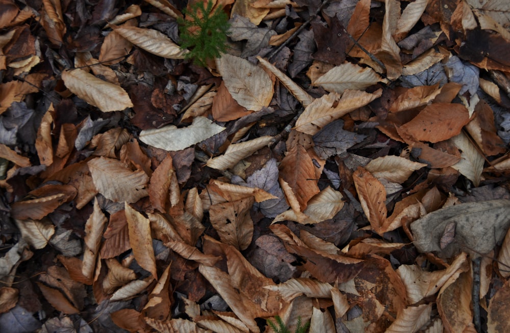 a bunch of leaves that are laying on the ground