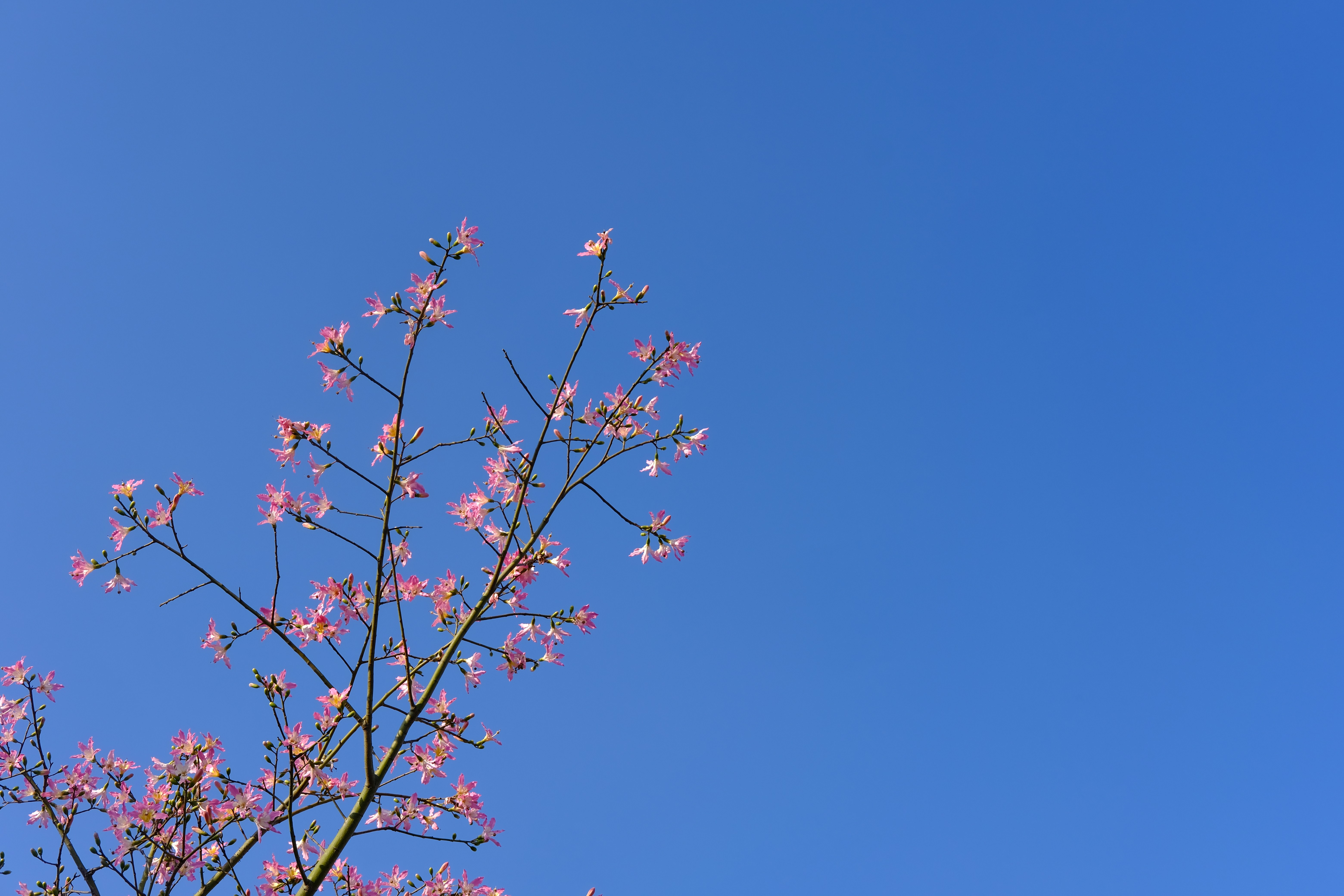 a tree branch with pink flowers against a blue sky