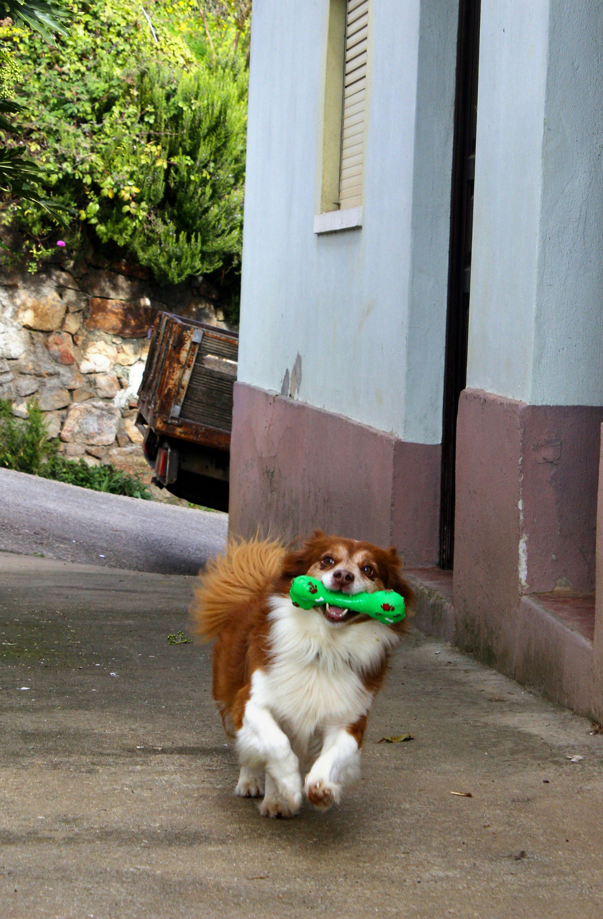 Câine fericit cu jucărie în gură pe fundal verde