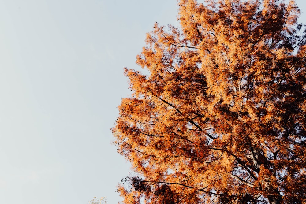 a tree with yellow leaves and a blue sky in the background