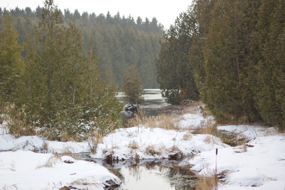 a stream running through a snow covered forest