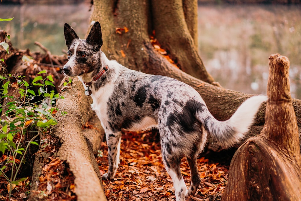 Ein Hund steht neben einem umgestürzten Baum