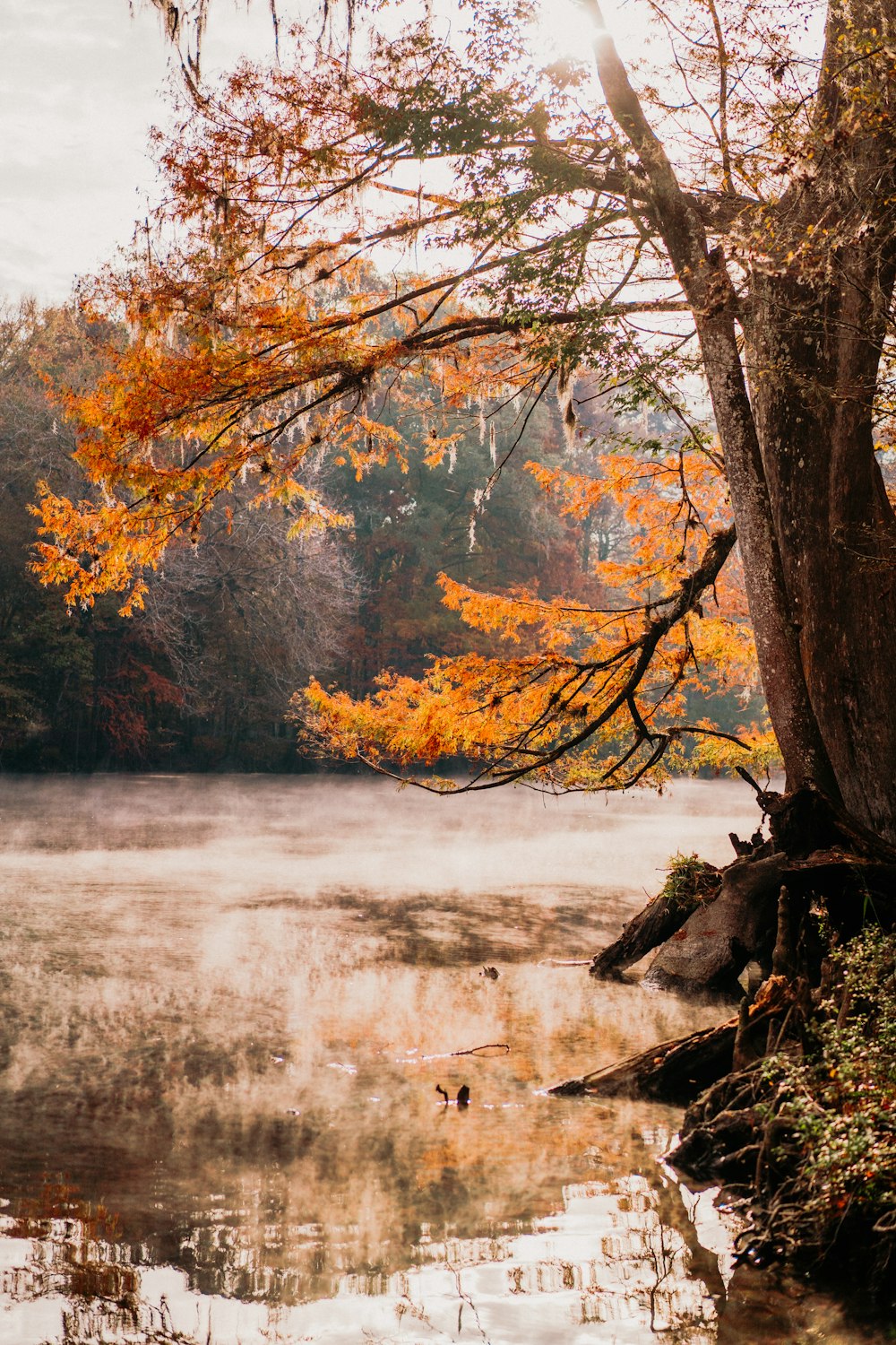 Un lago rodeado por un bosque lleno de muchos árboles