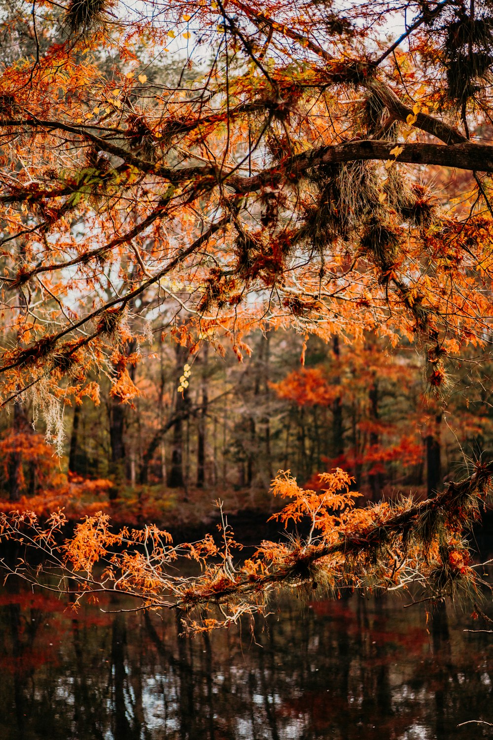Un estanque rodeado de árboles con hojas de naranja