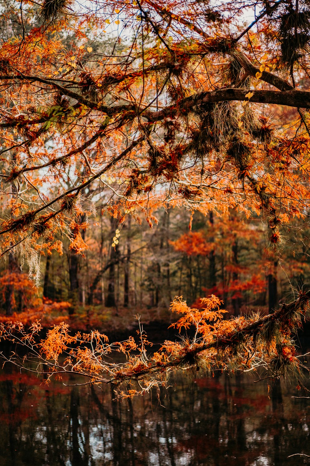 a pond surrounded by trees with orange leaves