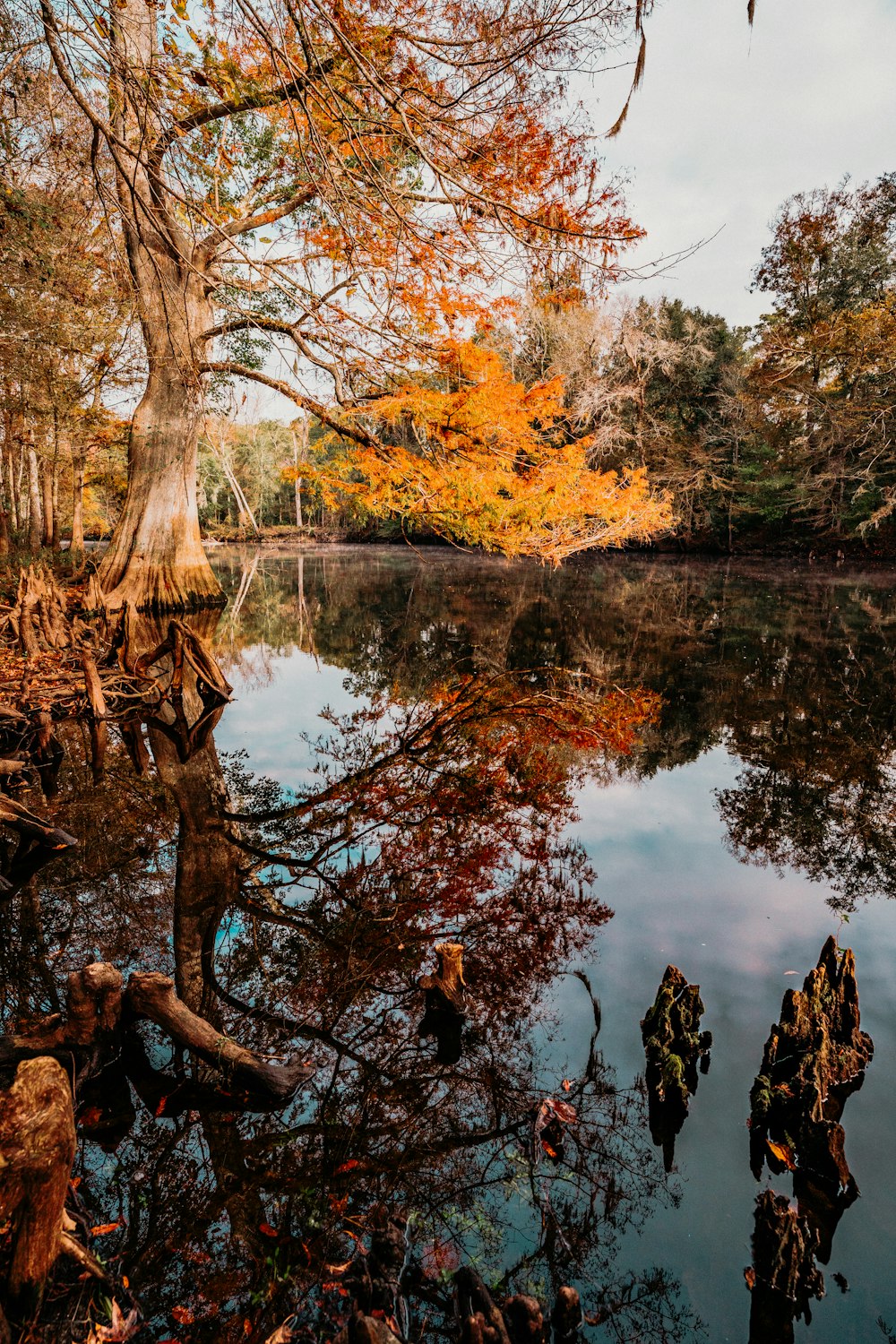 a body of water surrounded by trees and leaves