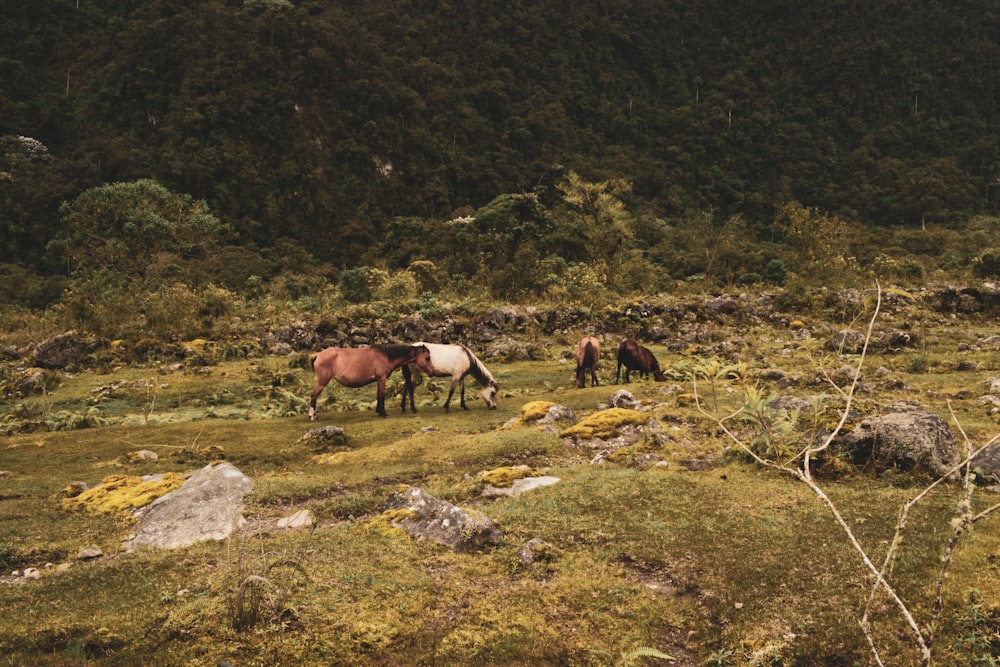 a group of horses grazing on a lush green hillside