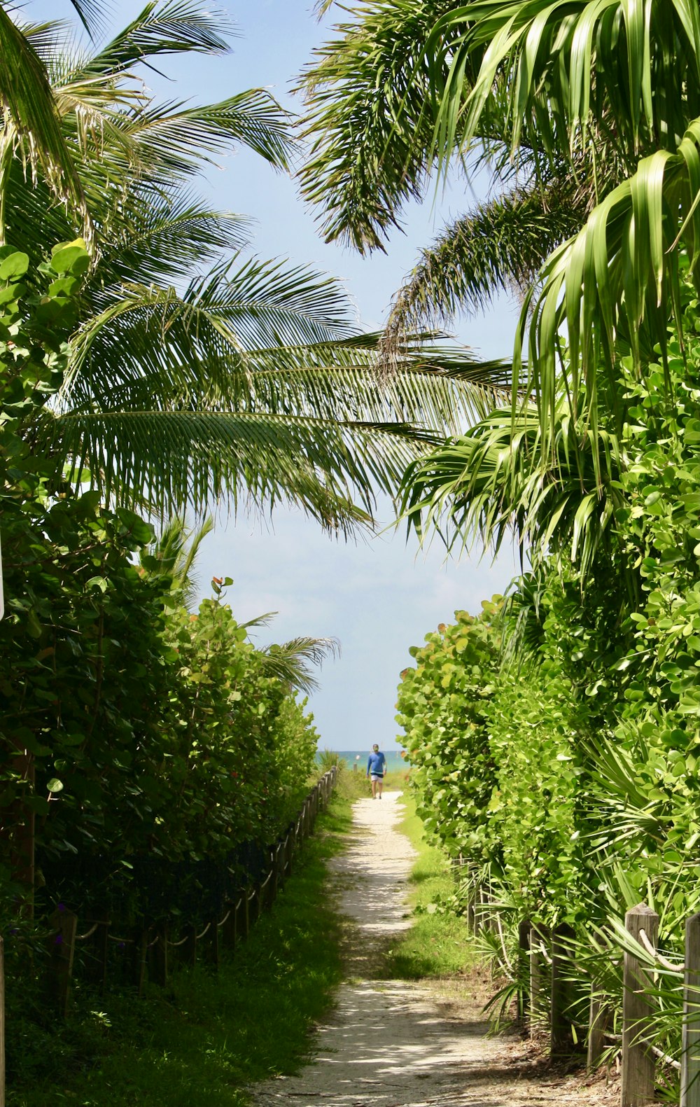 a dirt road surrounded by lush green trees