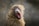A baboon with an open mouth, possibly yawning or vocalizing, against a blurred background.