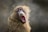 A baboon with an open mouth, possibly yawning or vocalizing, against a blurred background.