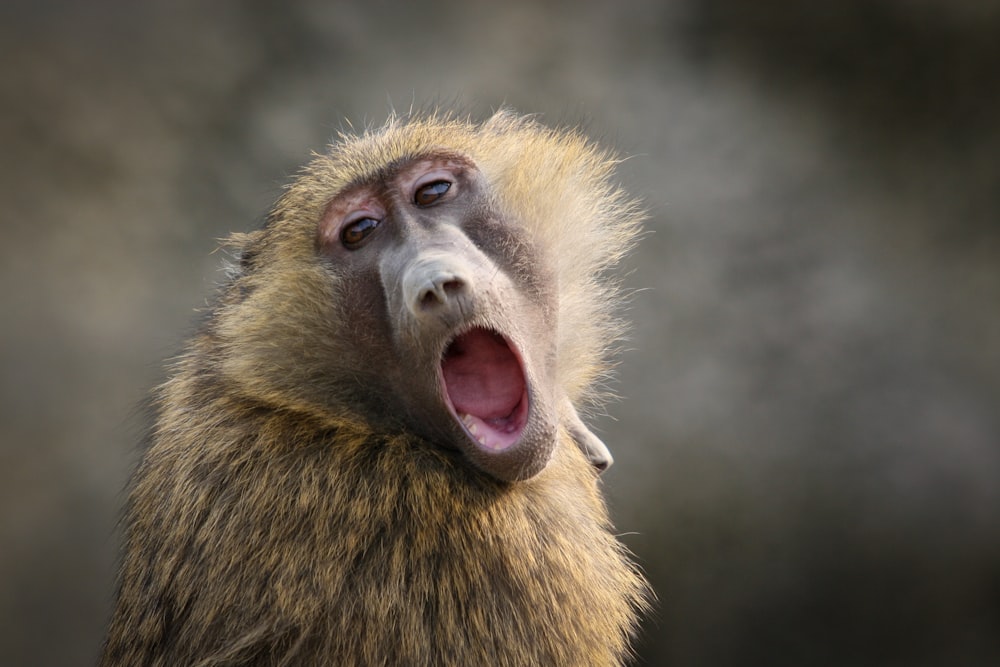 a close up of a monkey with its mouth open