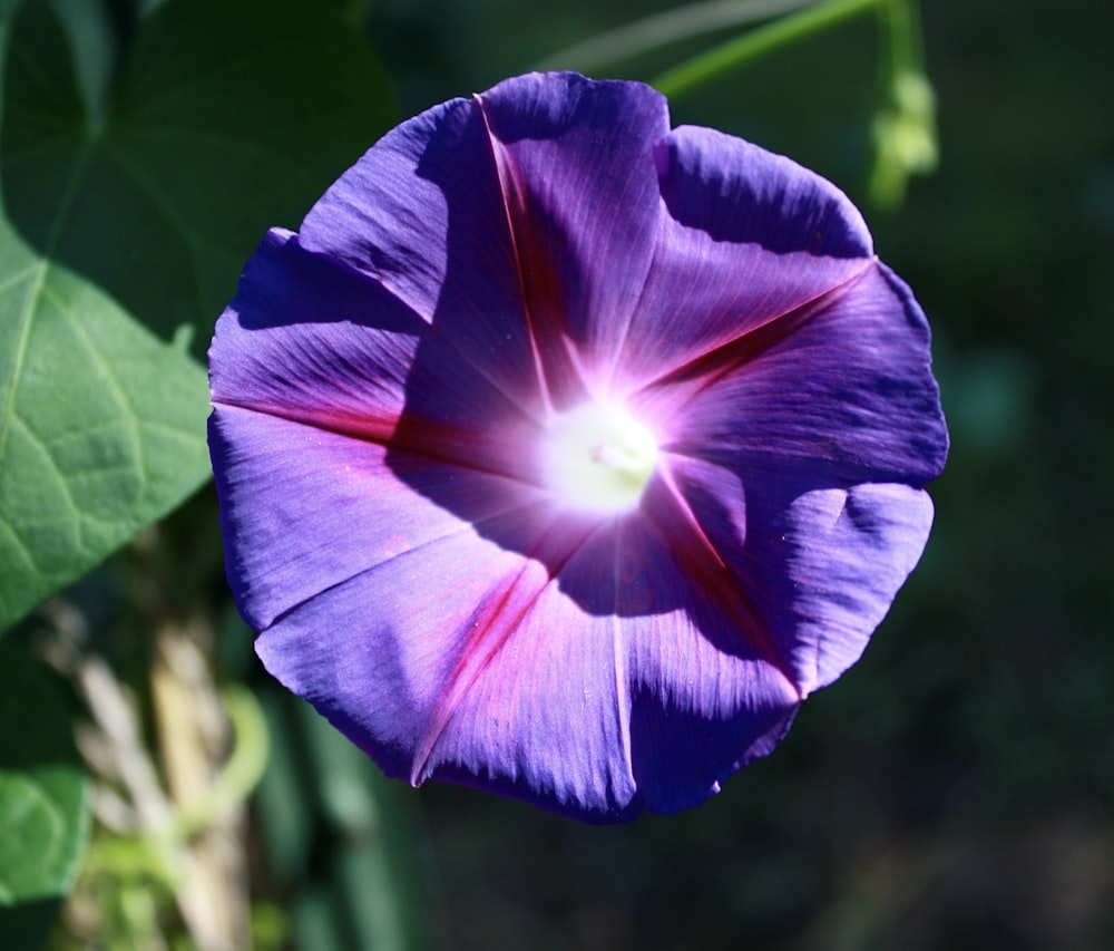 a purple flower with a white center surrounded by green leaves