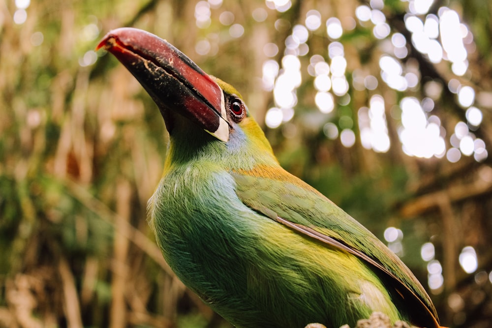 a colorful bird is perched on a tree branch