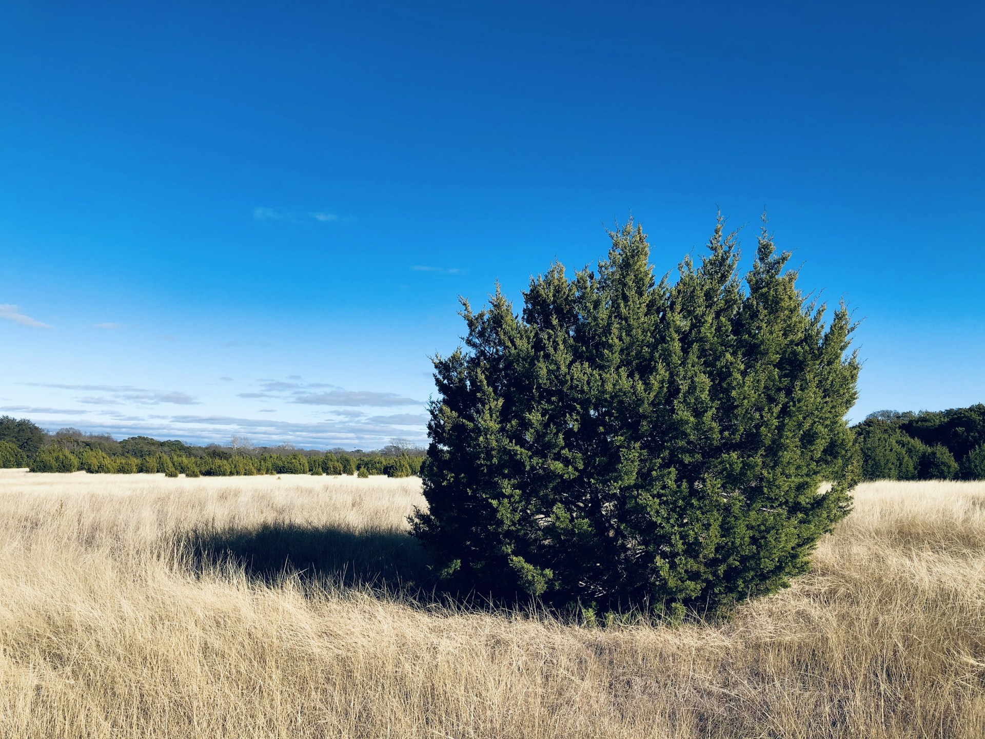 a lone tree in a field of dry grass