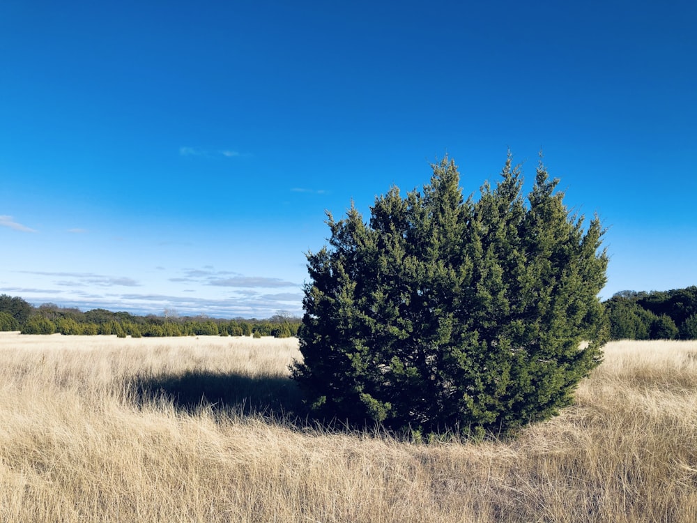 a lone tree in a field of dry grass
