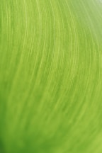 a close up view of a green leaf