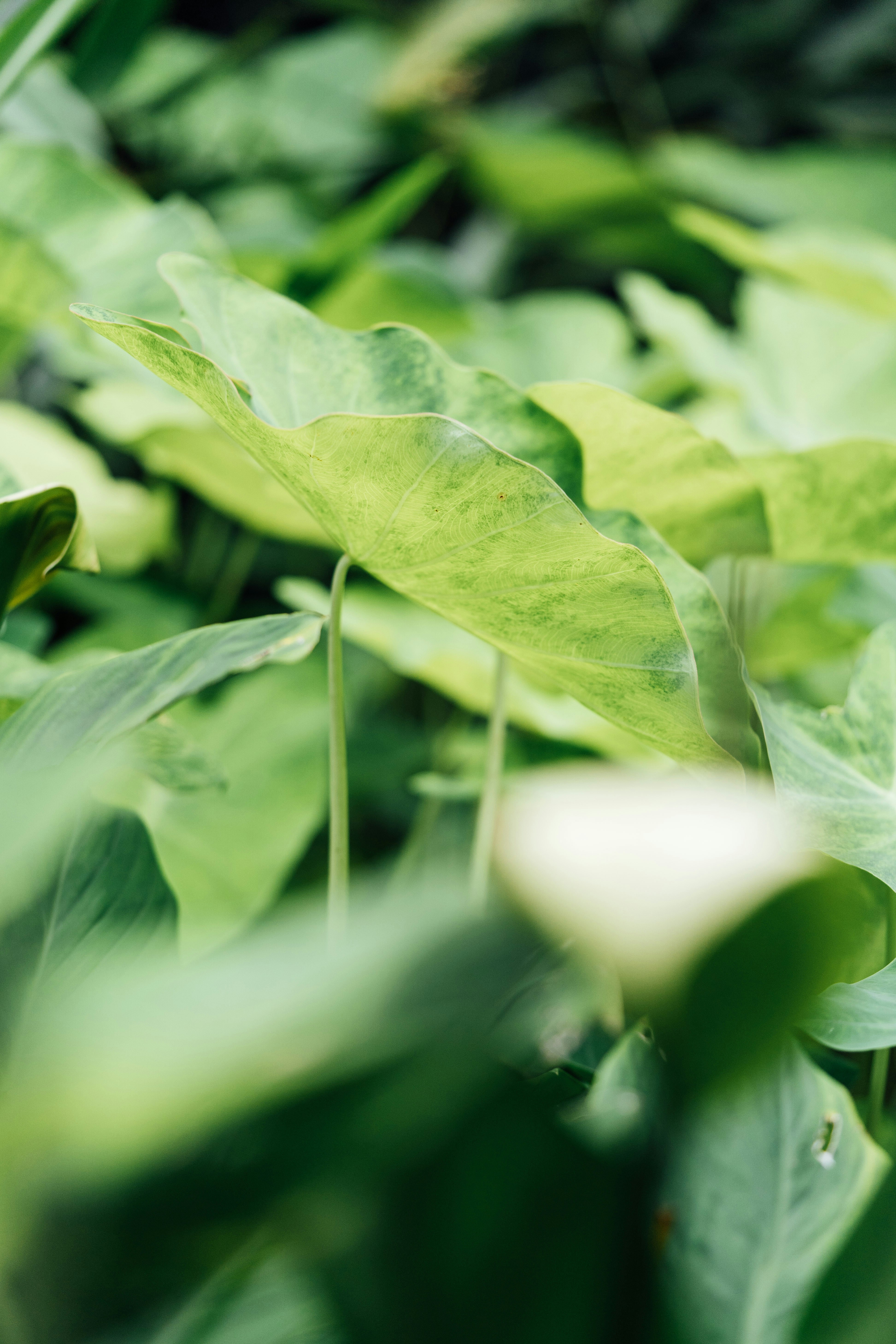 Photo by chuttersnap