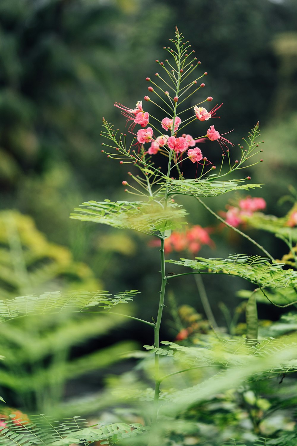 a plant with pink flowers in the middle of a forest