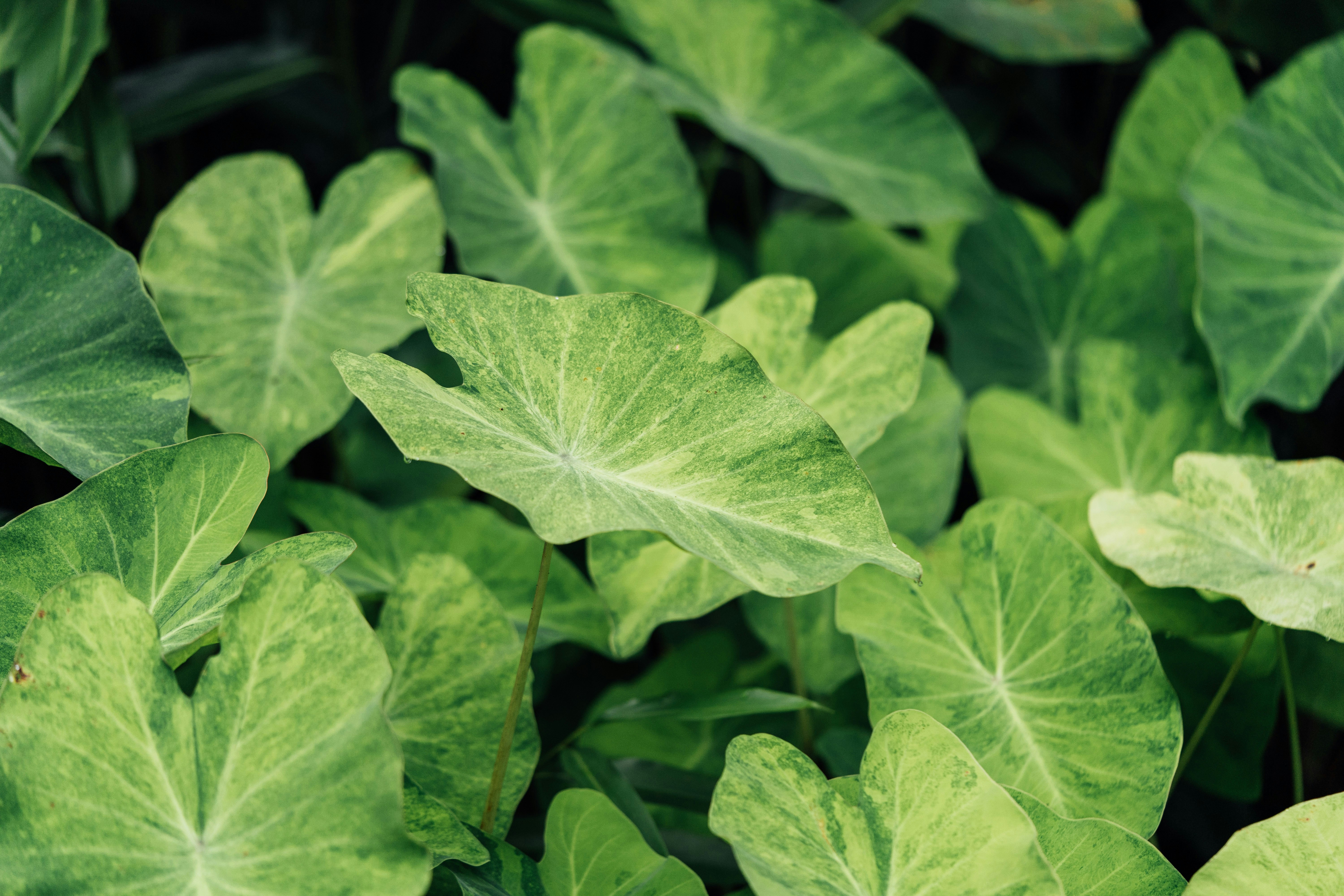 Photo by chuttersnap