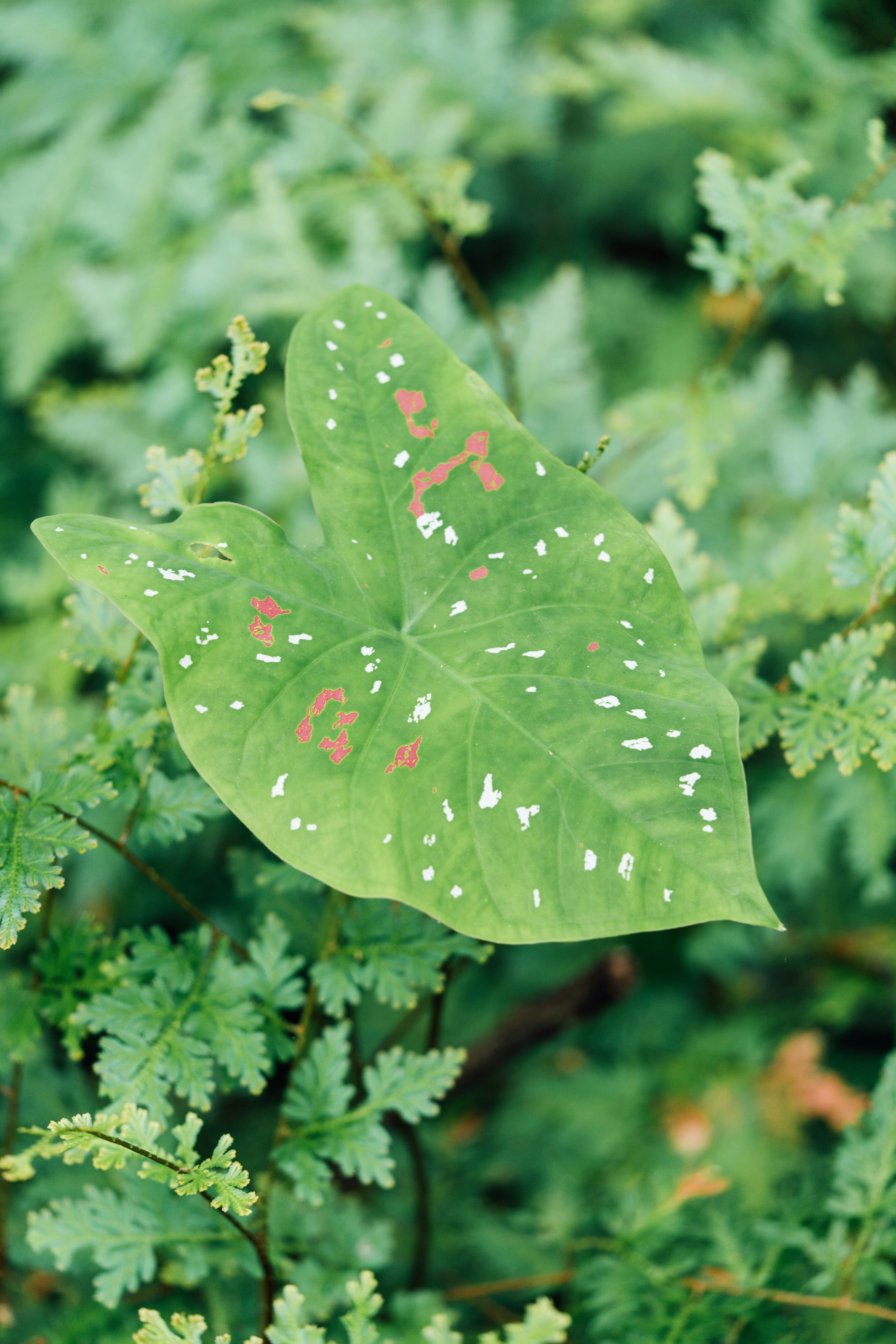 A green leaf with white spots on it photo Free Green Image on Unsplash