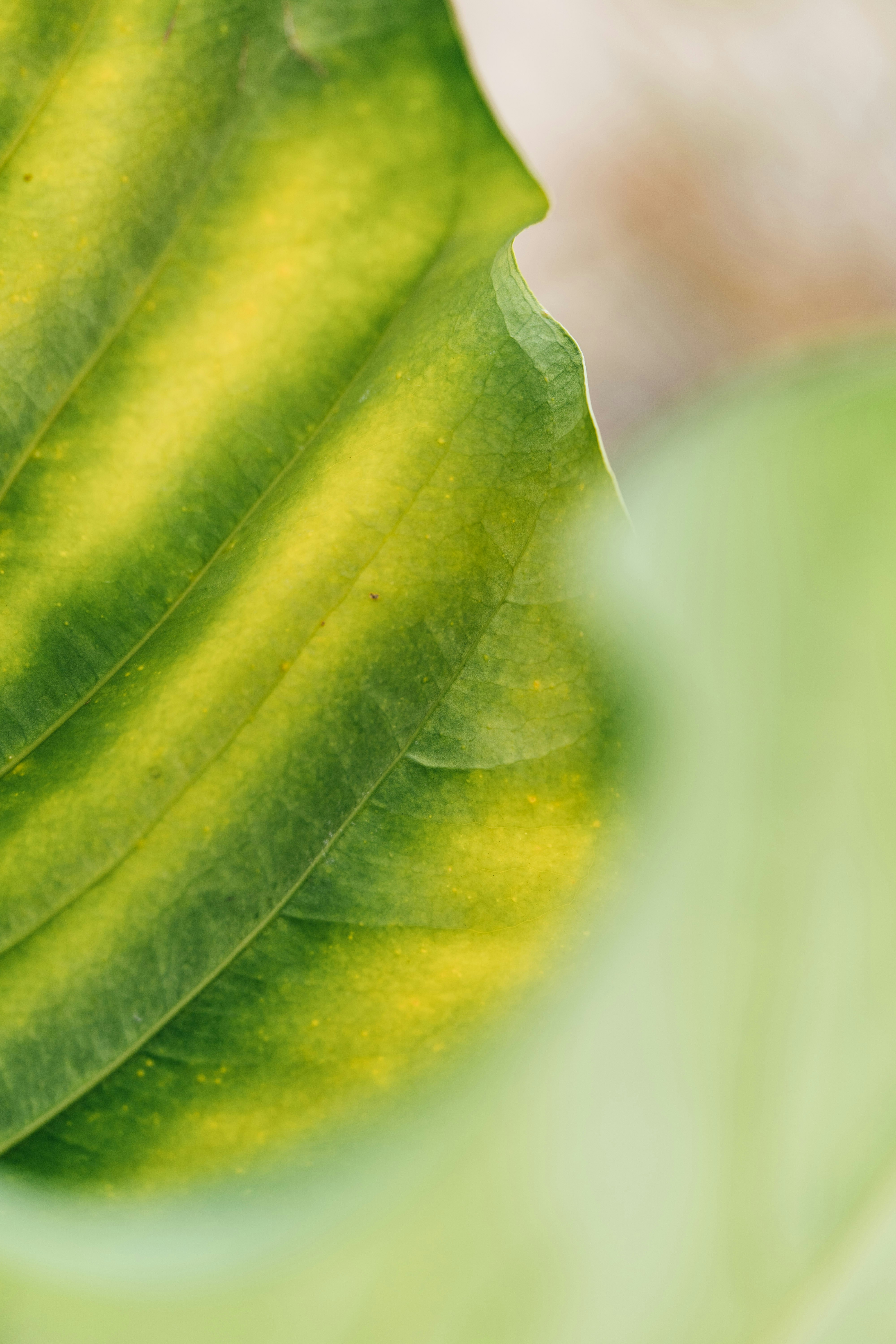 Photo by chuttersnap