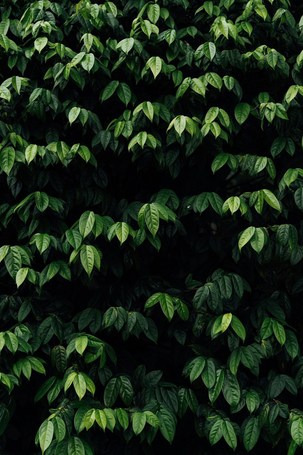 un grand groupe de feuilles vertes sur un arbre