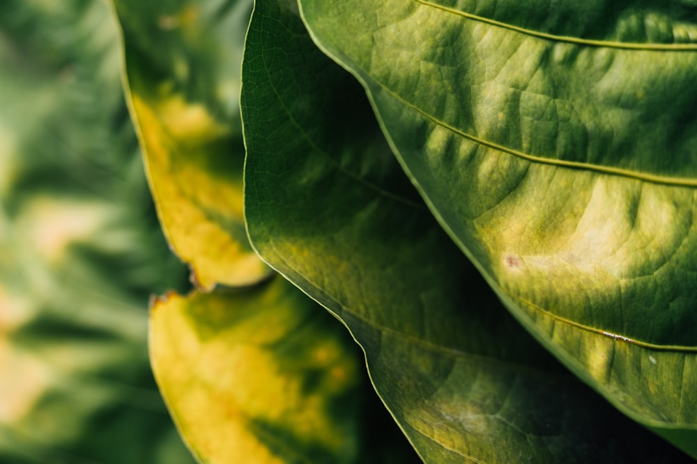 a close up of a large green leaf