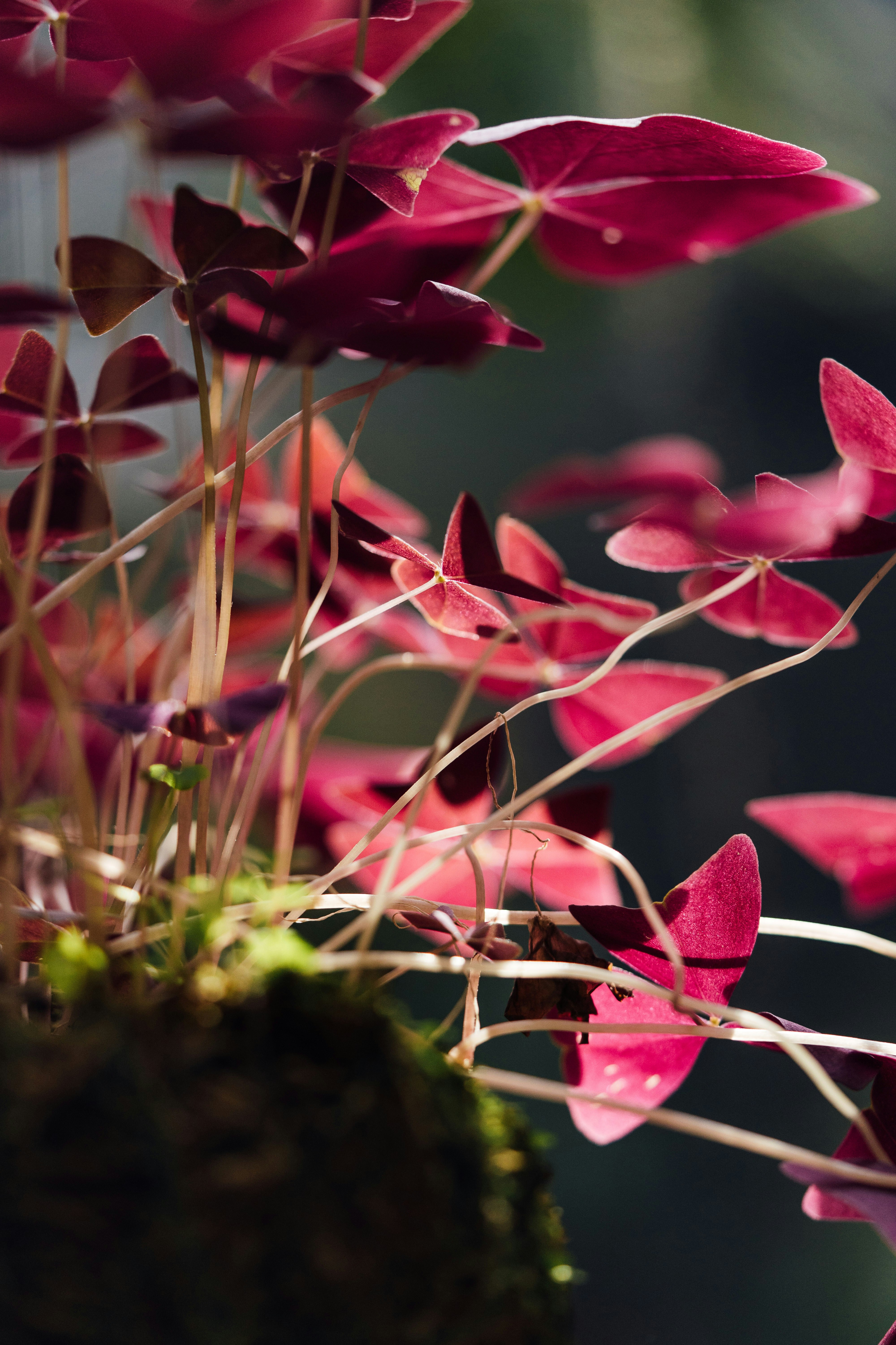 Photo by chuttersnap