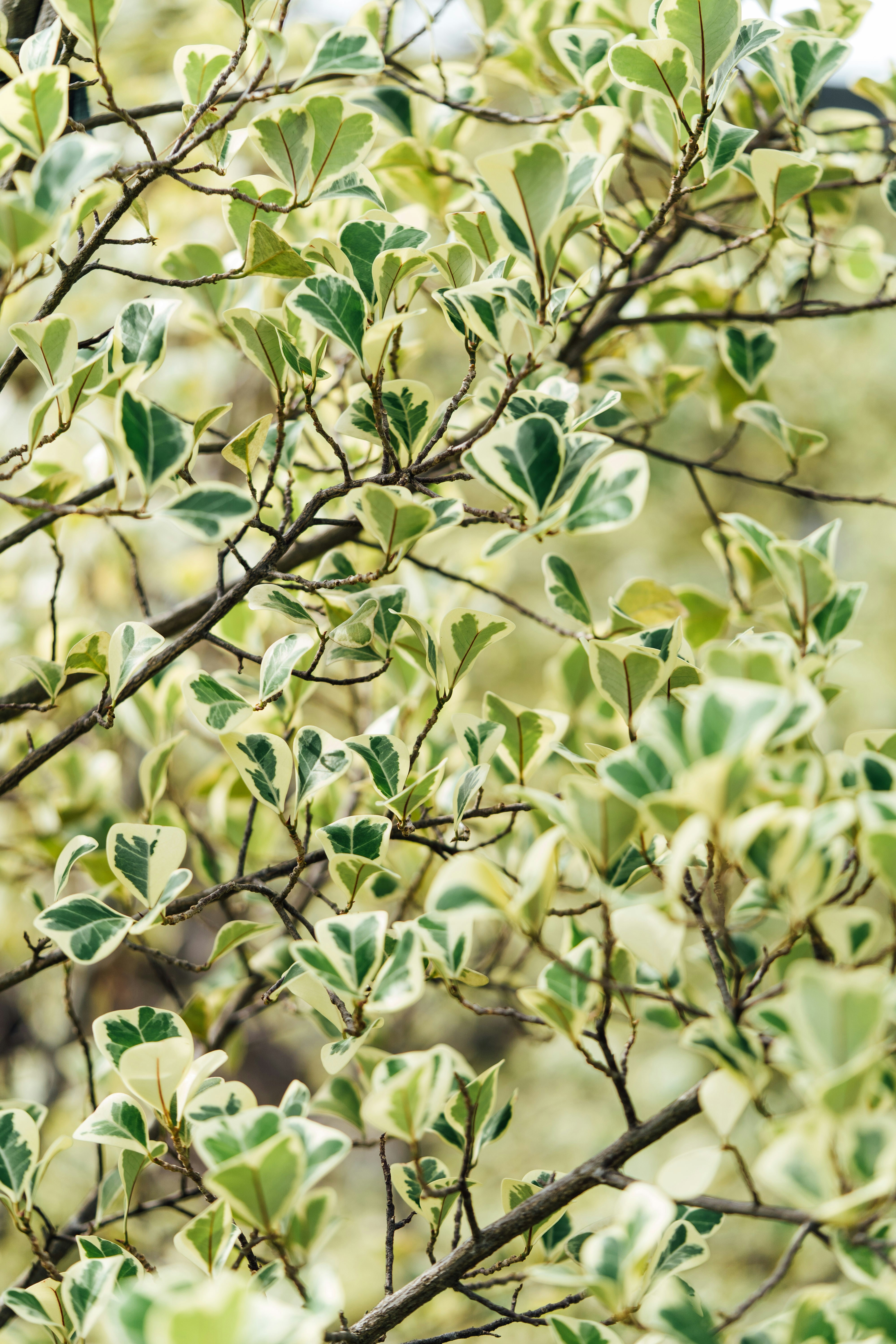 Photo by chuttersnap