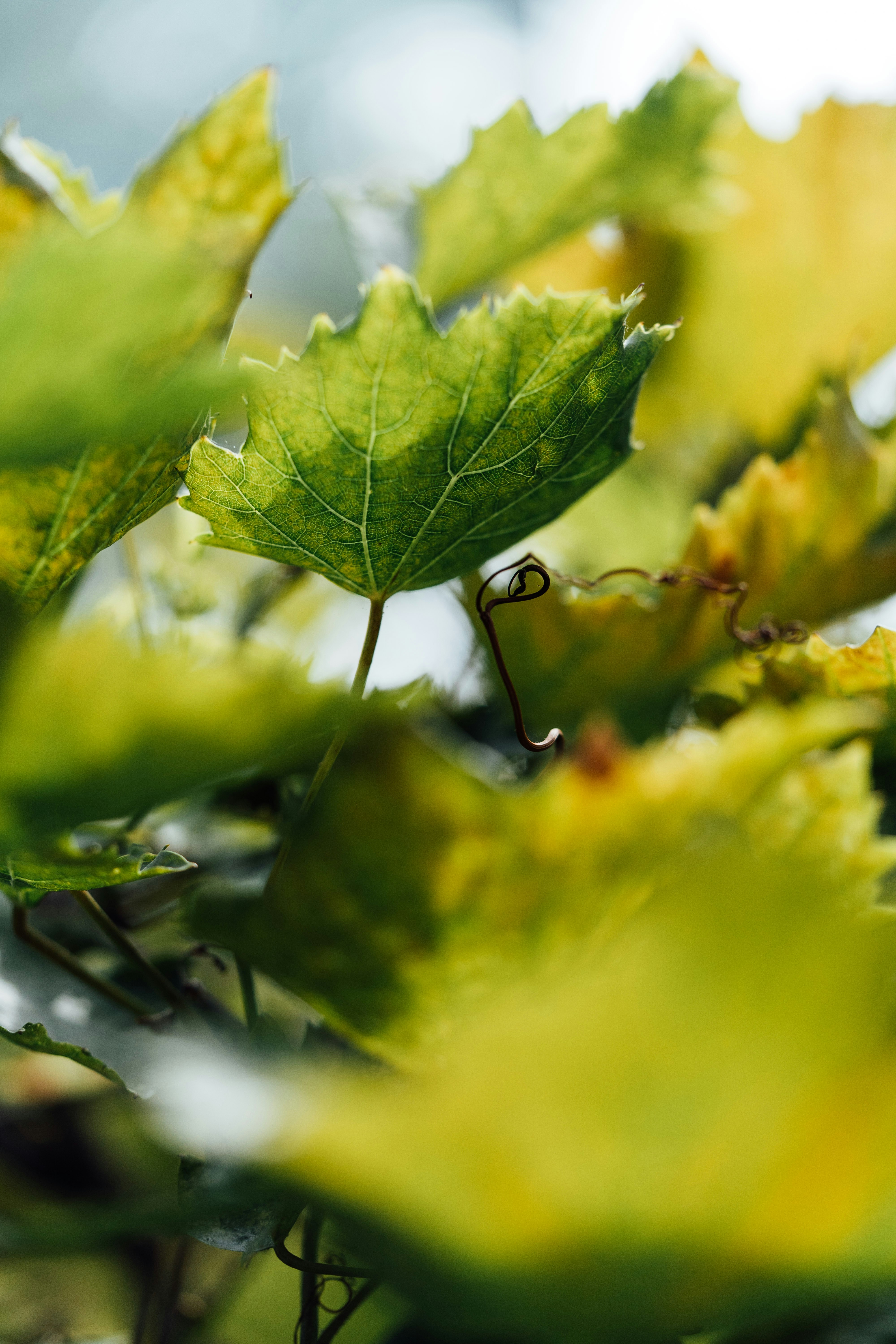 Photo by chuttersnap