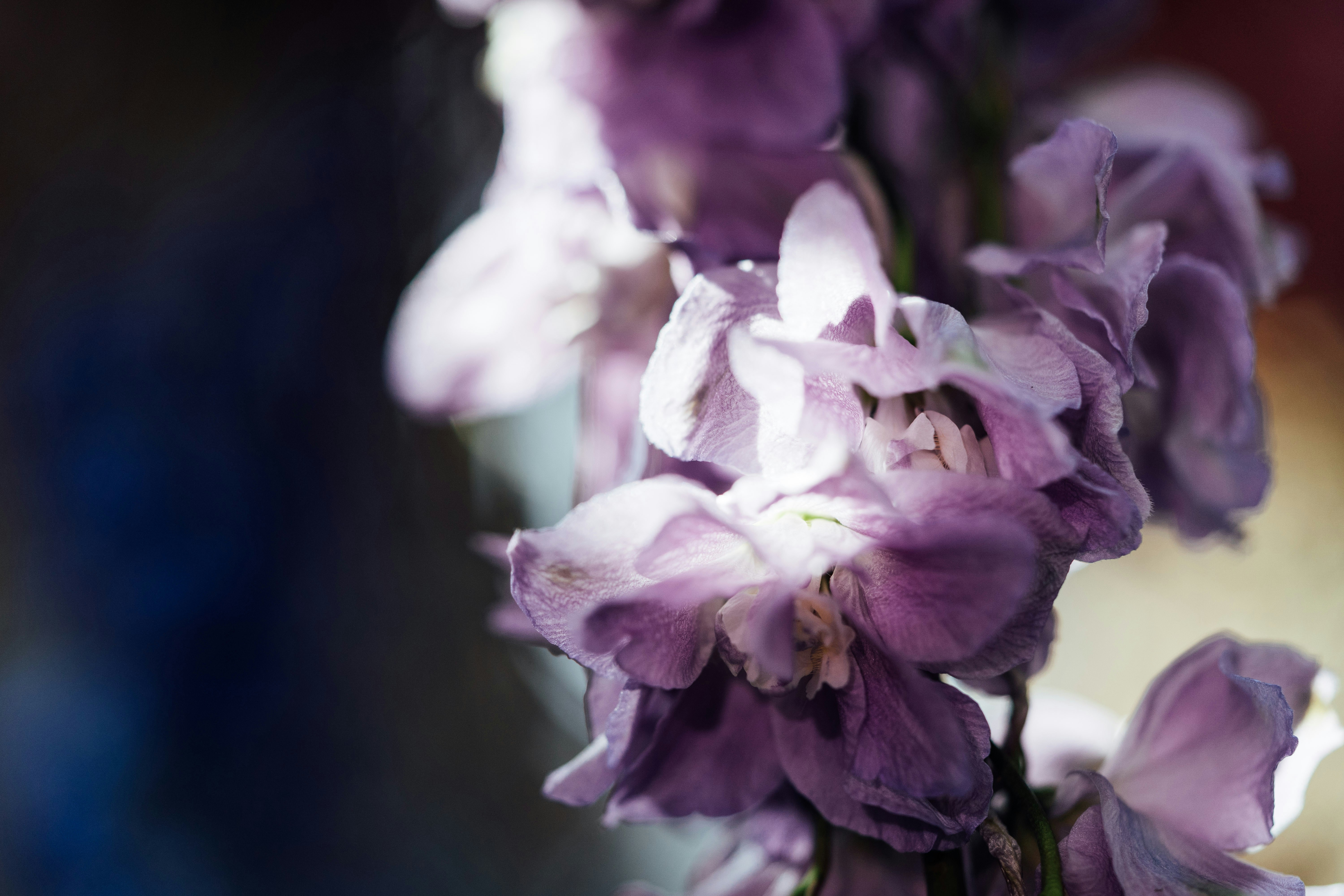 Photo by chuttersnap