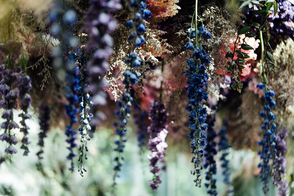 a bunch of purple flowers hanging from a ceiling